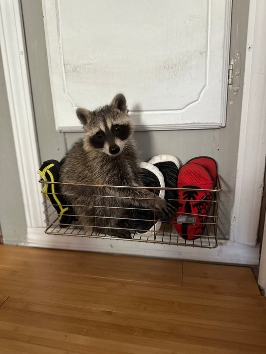 Bench Notes: August 2026 | When the Raccoons Take Over…